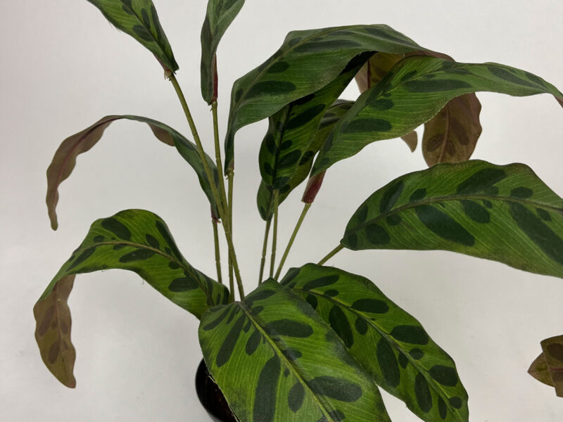 Calathea 450 - Bild 2